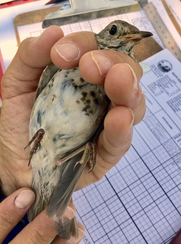 iNaturalist observation photo of Hermit Thrush