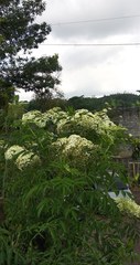 Sambucus
