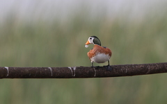 Nettapus auritus