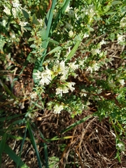 Pimelea glauca