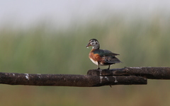 Nettapus auritus