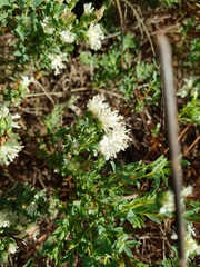 Pimelea glauca