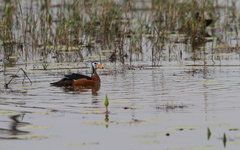 Nettapus auritus