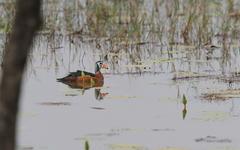 Nettapus auritus