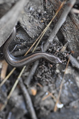 Hemiergis decresiensis