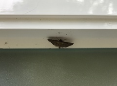 Nacoleia charesalis