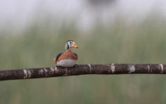 Nettapus auritus