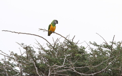Poicephalus senegalus