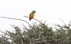 Poicephalus senegalus