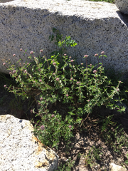 Monardella odoratissima glauca