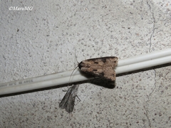 Agrotis malefida
