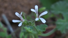 Pelargonium odoratissimum
