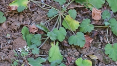Pelargonium odoratissimum