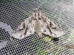 Meganephria bimaculosa