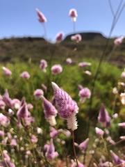 Ptilotus calostachyus