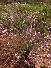 Ptilotus calostachyus