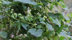 Mikania chenopodiifolia