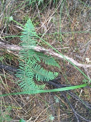 Gleichenia microphylla