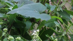 Mikania chenopodiifolia