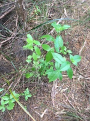Geniostoma ligustrifolium ligustrifolium