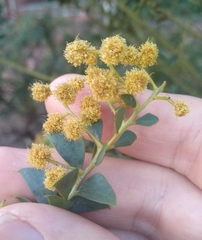 Acacia cultriformis