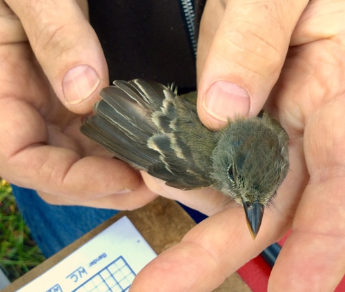 iNaturalist observation photo of Willow Flycatcher