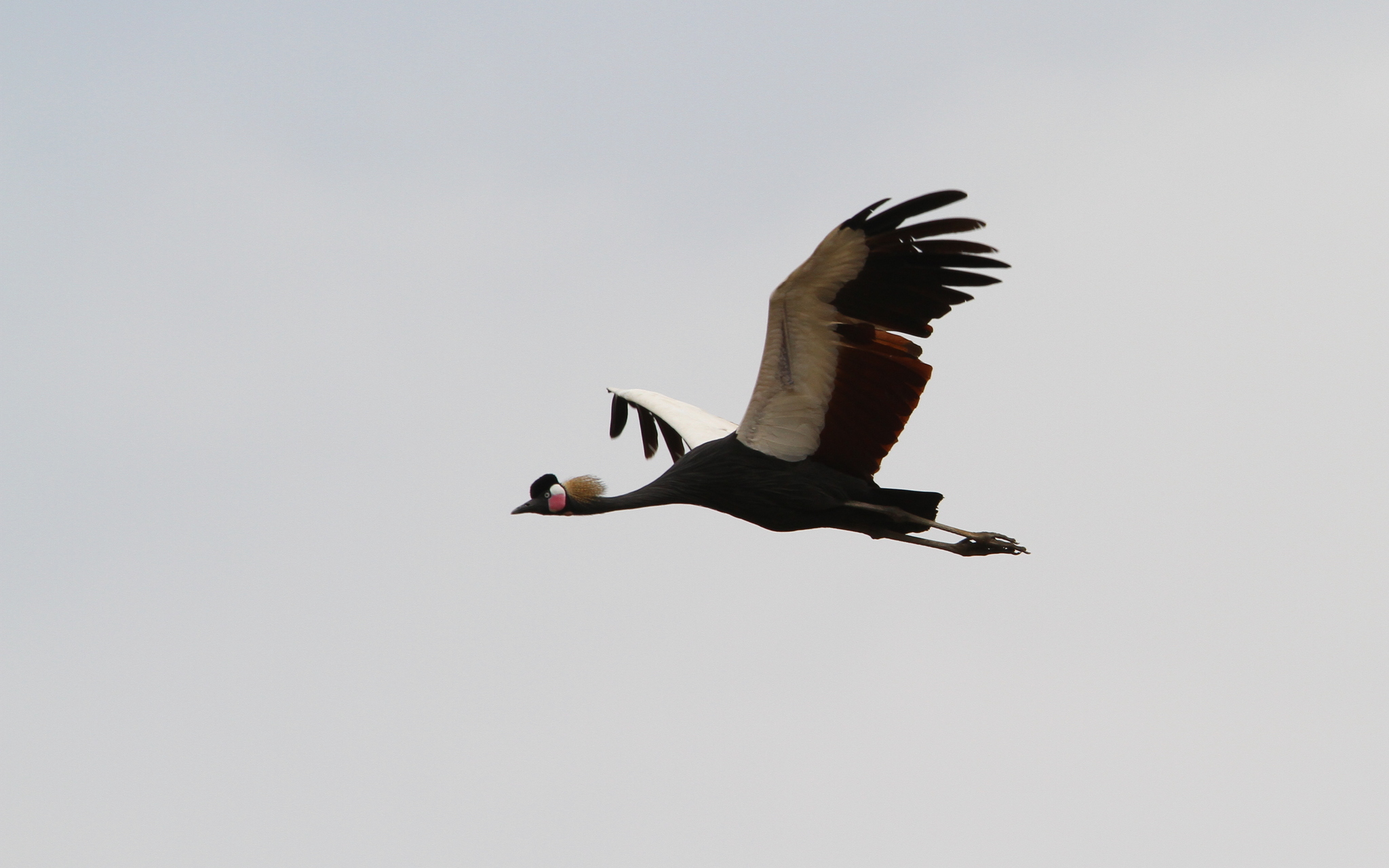 Black Crowned Crane