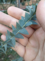 Acacia cultriformis