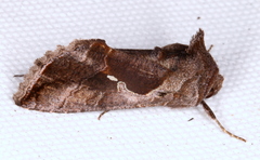 Chrysodeixis subsidens