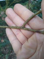 Acacia cultriformis