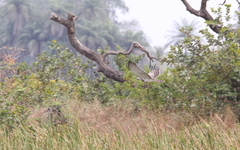 Circaetus beaudouini