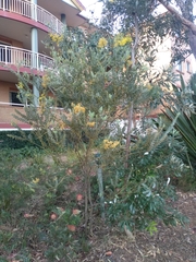 Acacia cultriformis