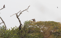 Circaetus beaudouini