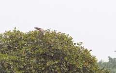 Circaetus beaudouini