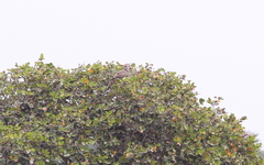 Circaetus beaudouini