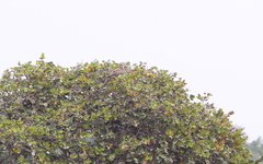 Circaetus beaudouini