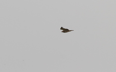 Circaetus beaudouini