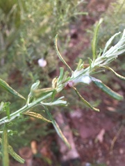 Bathyllus albicinctus