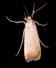 Tathorhynchus fallax