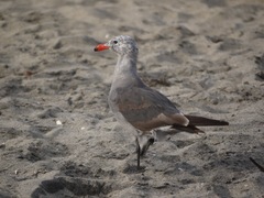 Larus heermanni