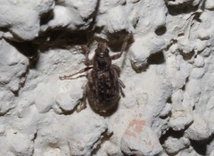 Cycloderes canescens