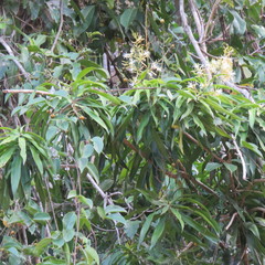 Dracaena angustifolia