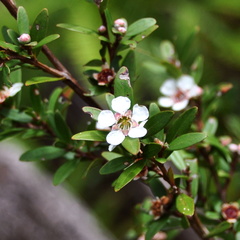Leptospermum javanicum