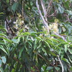 Dracaena angustifolia