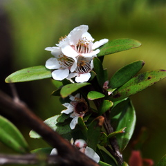 Leptospermum javanicum