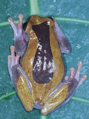 Dendropsophus leucophyllatus