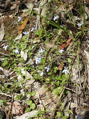 Lobelia quadrangularis