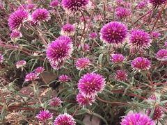 Gomphrena canescens