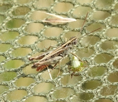 Omocestus haemorrhoidalis