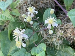 Clematis vitalba